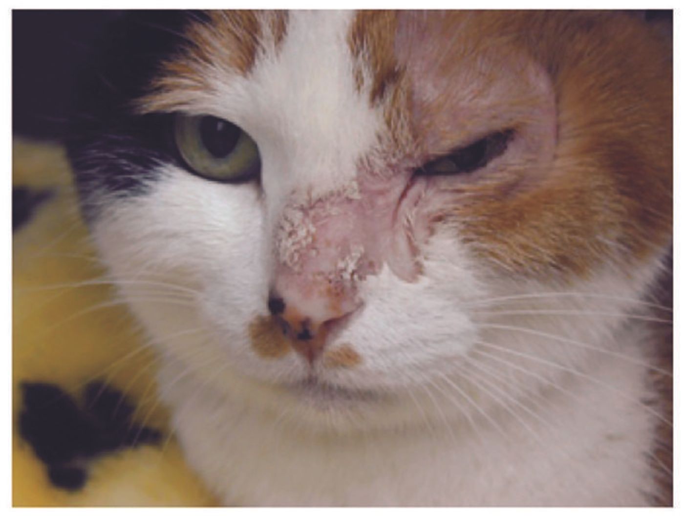 症例写真つき 猫から人にうつる病気の症状 原因 予防法 対処法 ねこのきもちweb Magazine 症例写真つき 猫から人にうつる病気の症状 原因 予防法 対処法 ねこのきもちweb Magazine