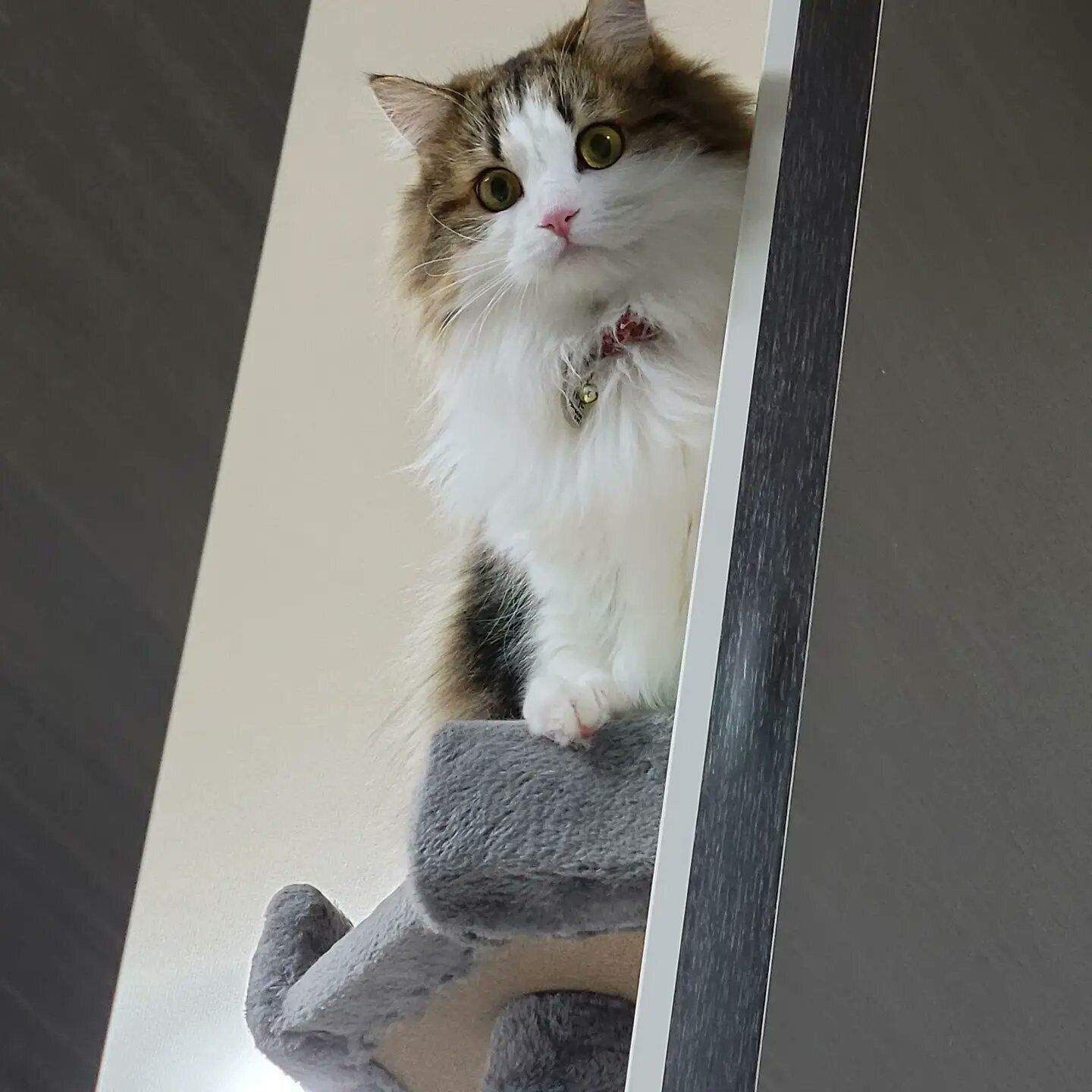 キャットタワーの上から飼い主を見るミヌエット