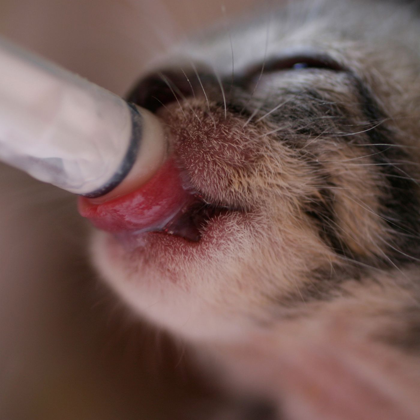 獣医師が解説 子猫にあげる餌は何がいい 回数と量のポイントはこれ ねこのきもちweb Magazine 獣医師が解説 子猫にあげる餌は何がいい 回数と量のポイントはこれ ねこのきもちweb Magazine