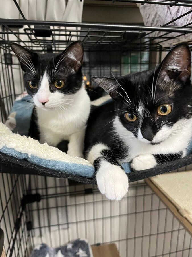 生後9カ月ごろに撮影された愛猫たちの様子