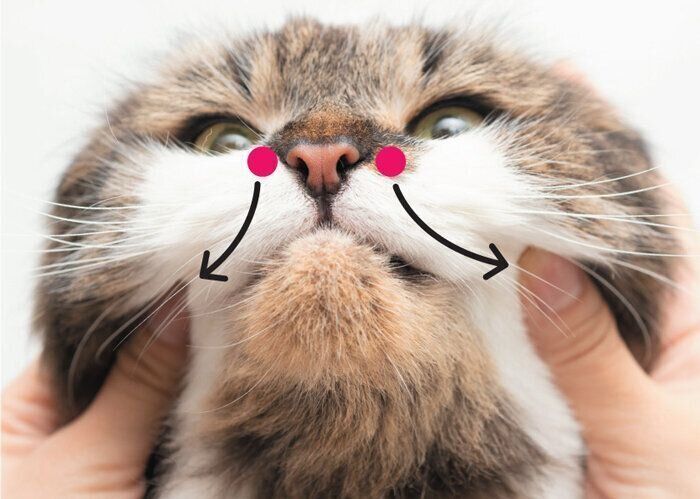 頬をマッサージされる猫