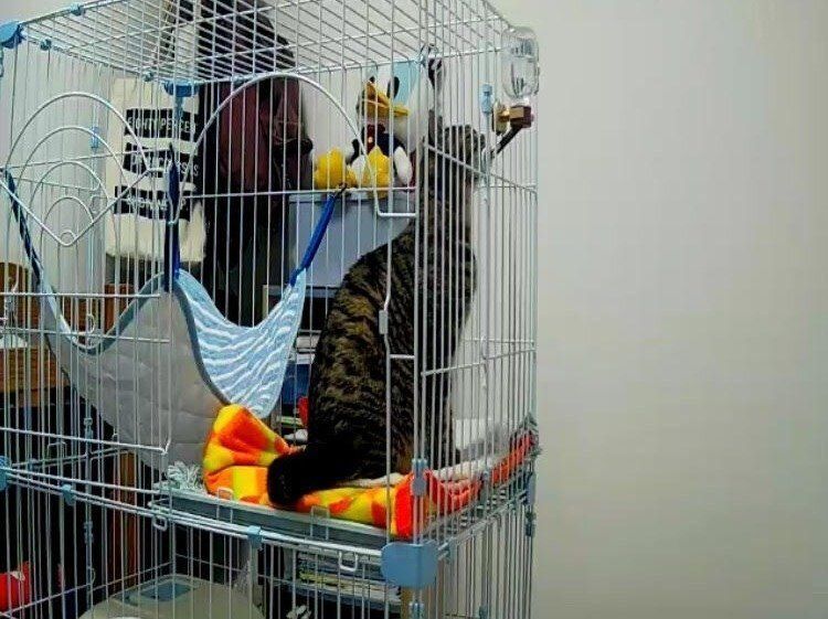 画像／2018年４月号「ちょっとの心がけで、絆はもっと強まる　猫の留守番ビフォーアフターにすること」