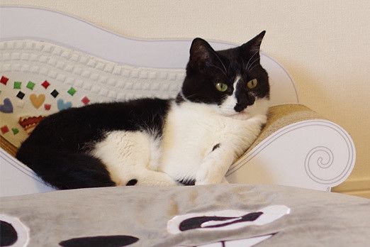 猫部屋にテント置いたら思ったより林間学校だこれ