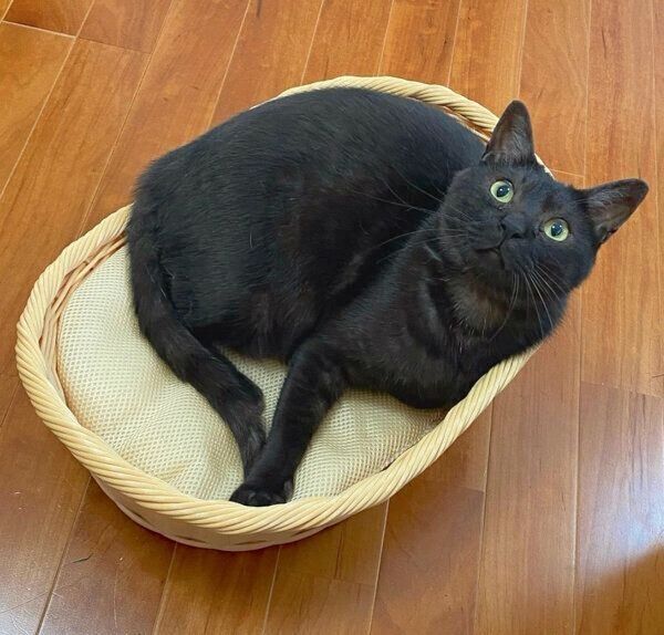 ぼたもちくん