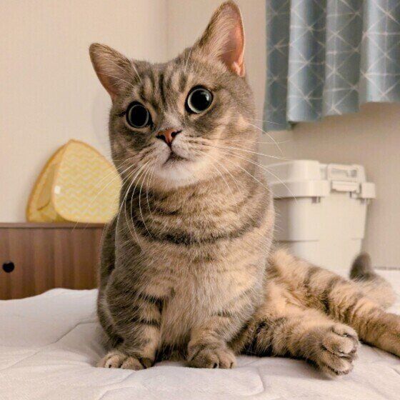 まったりするマンチカン