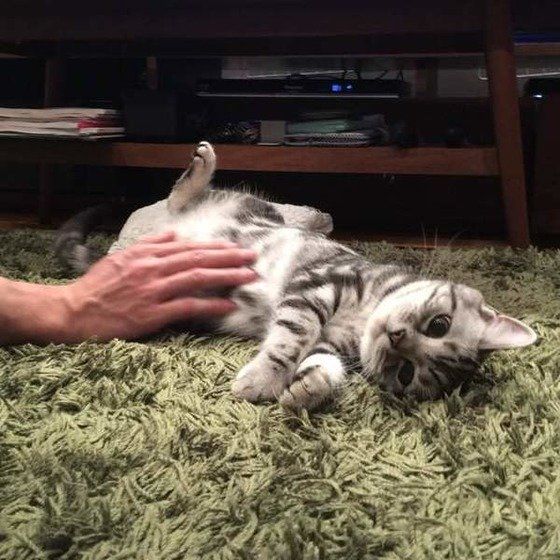 撫でられるアメリカンショートヘア