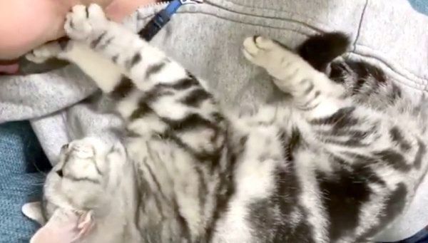 飼い主さんの顔をフミフミするアビーちゃん