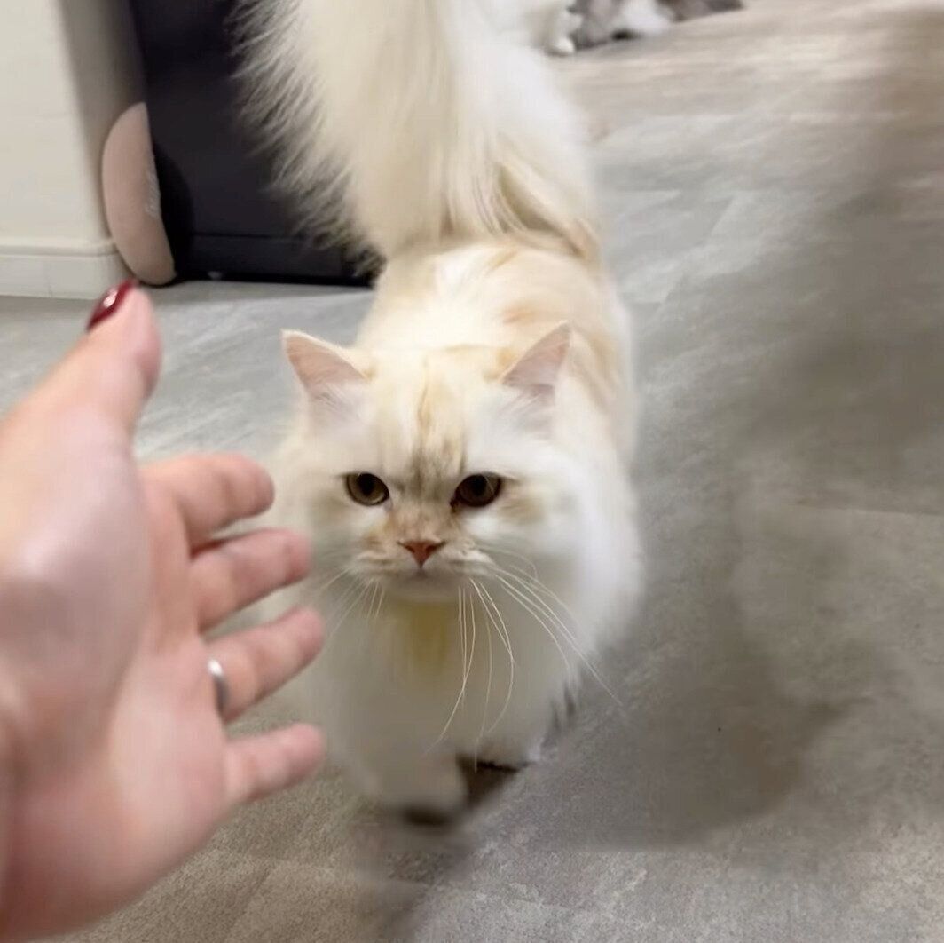 飼い主さんのもとにやってくるmielくん