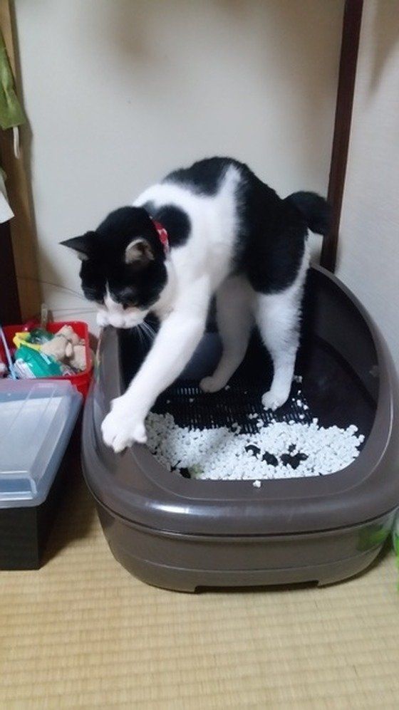 砂をかく猫