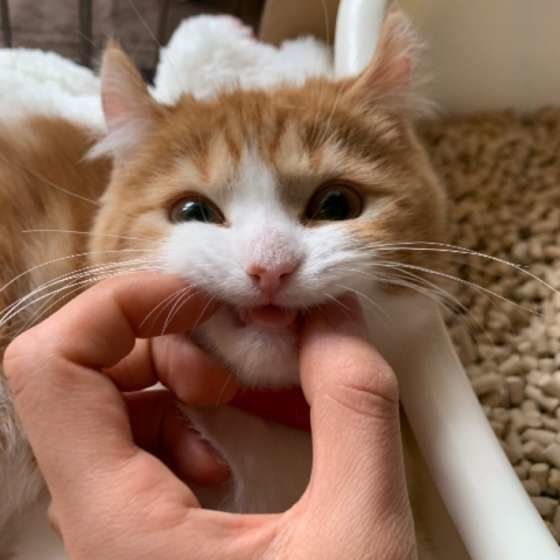 まるちゃんの歯磨きトレーニング、アメリカンカール