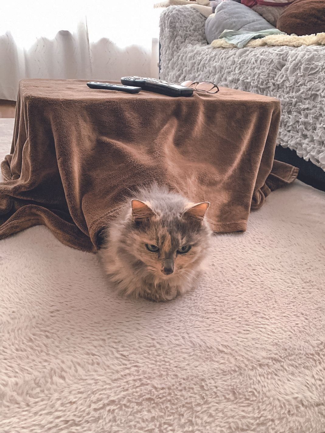 画像／ねこのきもち25年1月号