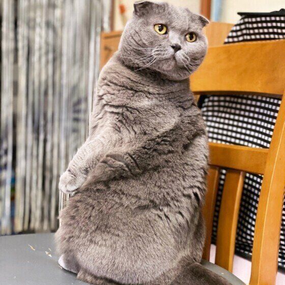 振り向くスコティッシュフォールド