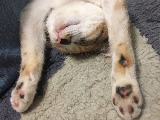 ミケのゆうこちゃん