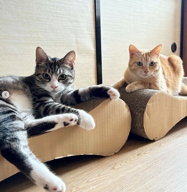 くつろぐもいわちゃん、いぶきくん