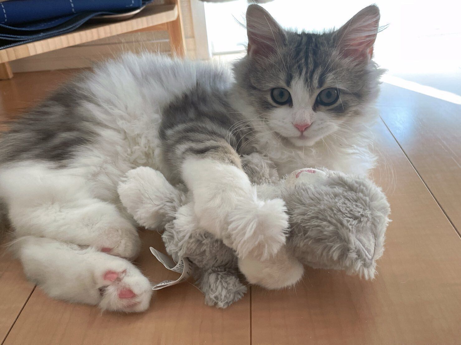 ぬいぐるみを抱えるふゆくん