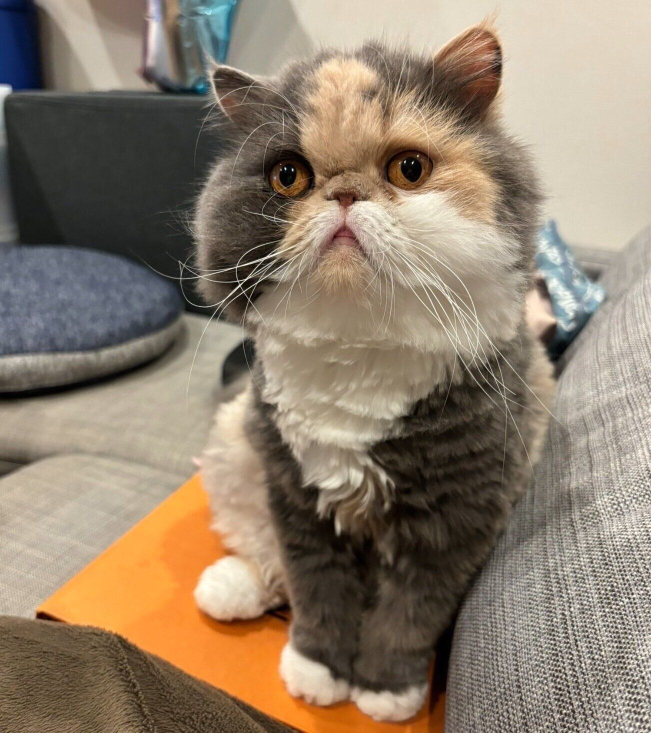 見つめるちゃん子さん