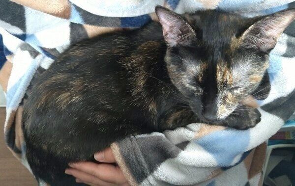 抱っこされて眠る月麦ちゃん。