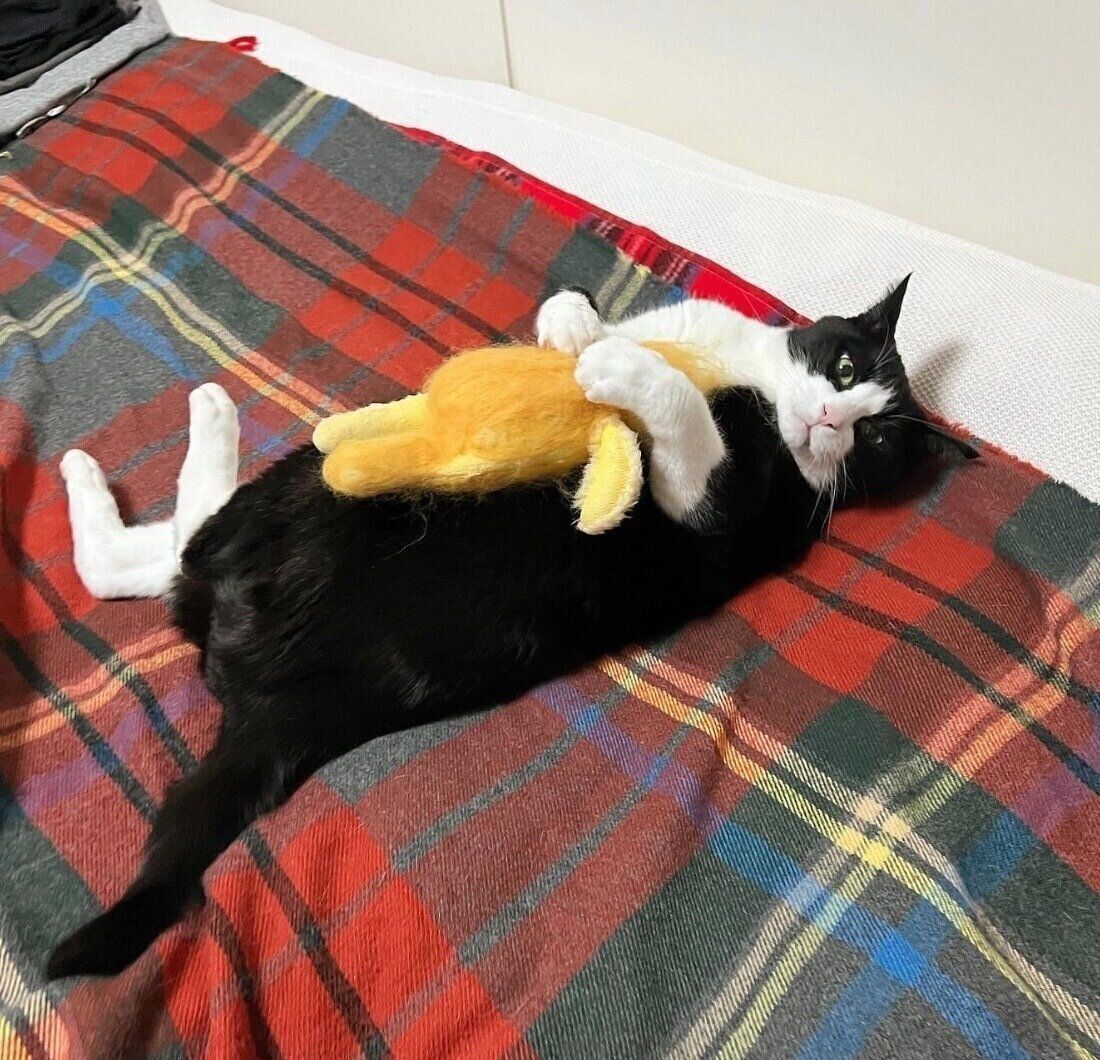 寝転がるキキ様