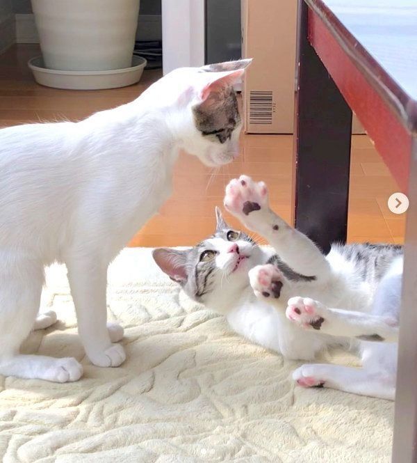 元保護猫・ココアちゃんとラテちゃん