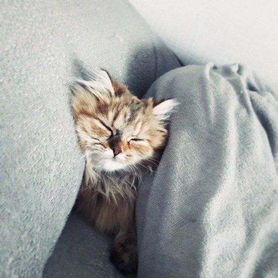 ソファで眠る猫