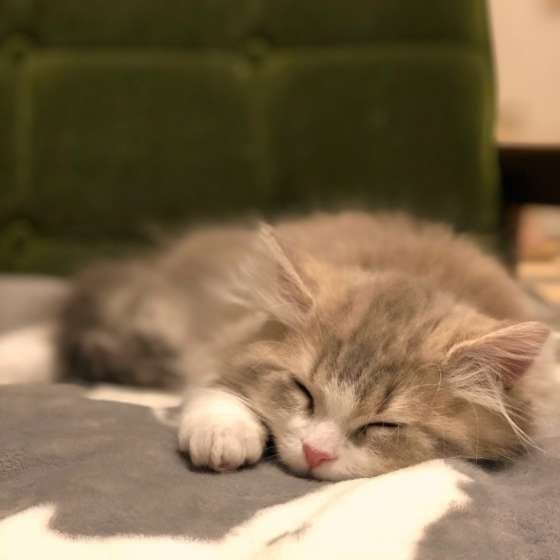 ラガマフィンのアルファくん