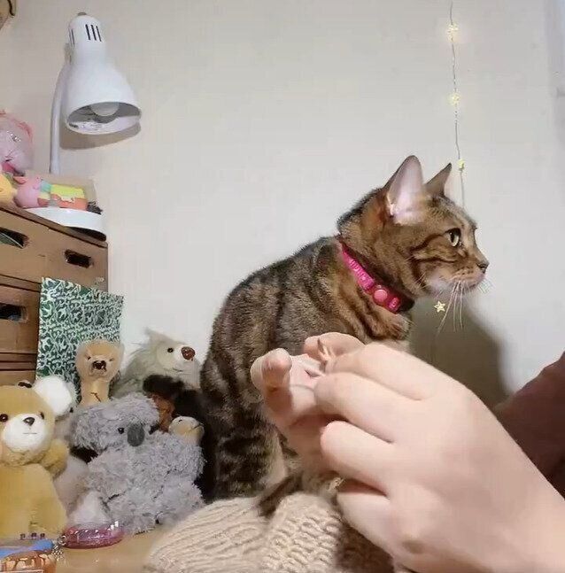 飼い主さんとはなちゃん