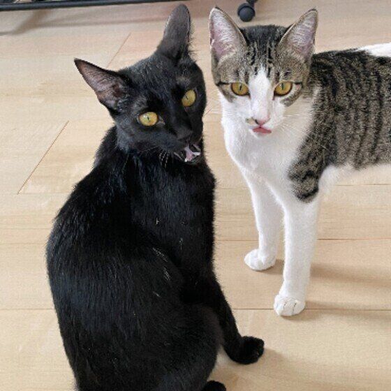 こちらを見る猫