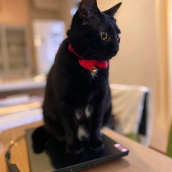 パソコンの上に乗る黒猫