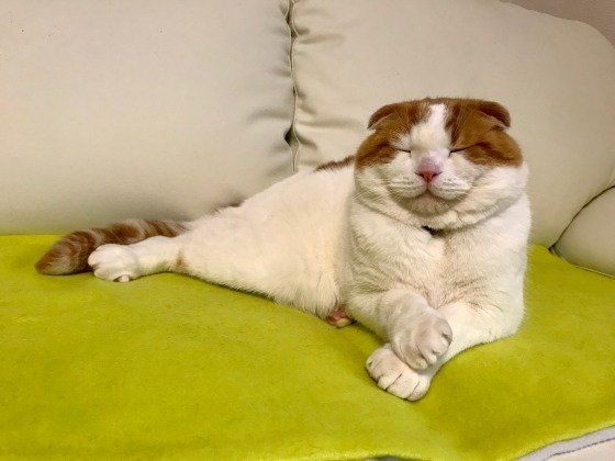 くつろぐスコティッシュフォールド