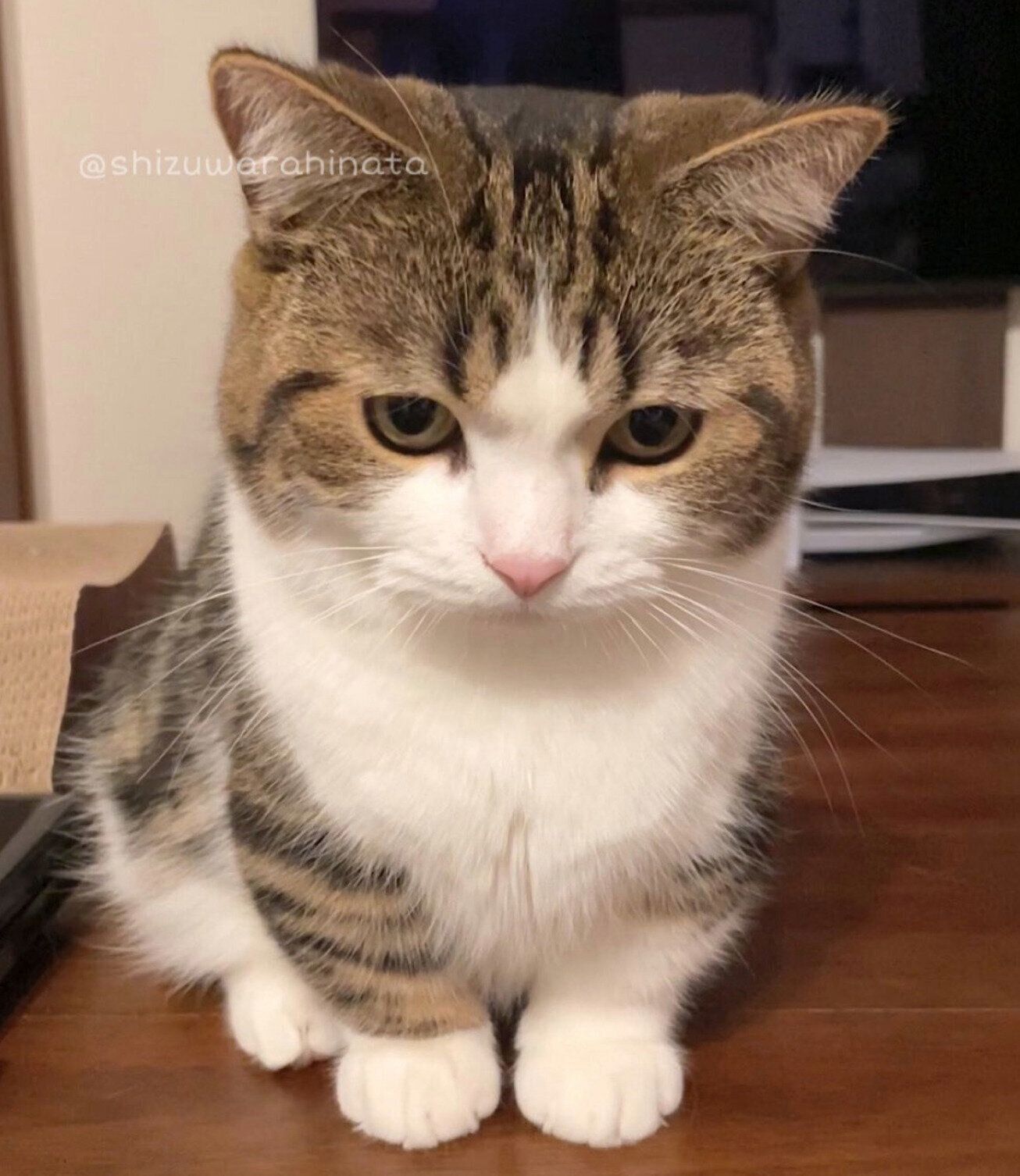 ナデナデ待ち中のひなたくん