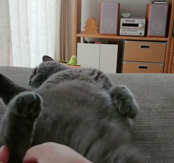 肉球をぷにぷにされる猫