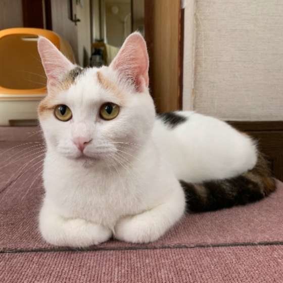 くつろぐマンチカン