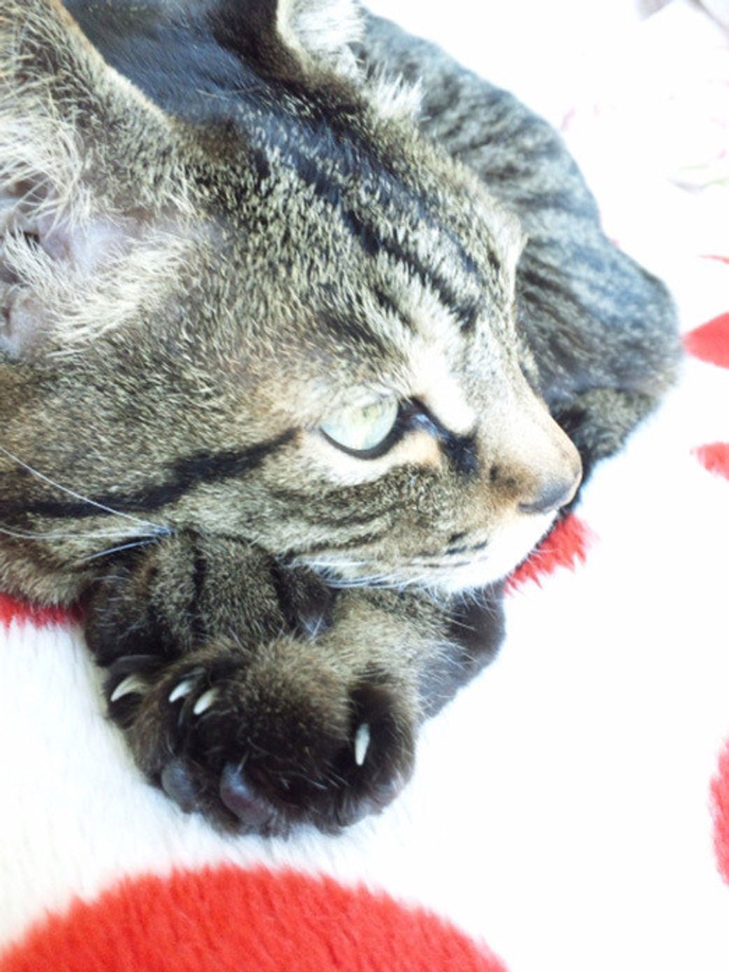 獣医師直伝 猫の爪切りのコツとは 猫が嫌がるときの対処法や注意点も ねこのきもちweb Magazine 獣医師直伝 猫の爪切りのコツとは 猫が嫌がるときの対処法や注意点も ねこのきもちweb Magazine