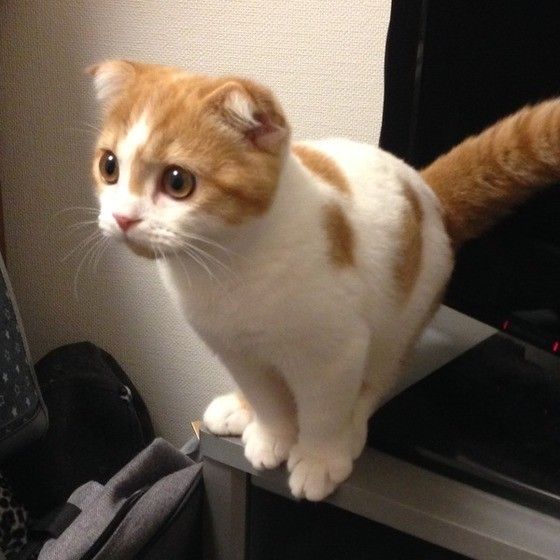 逃がさないにゃ！