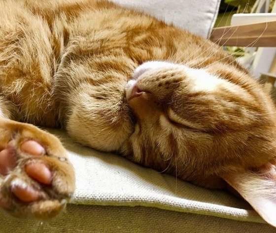 眠るアメリカンショートヘア