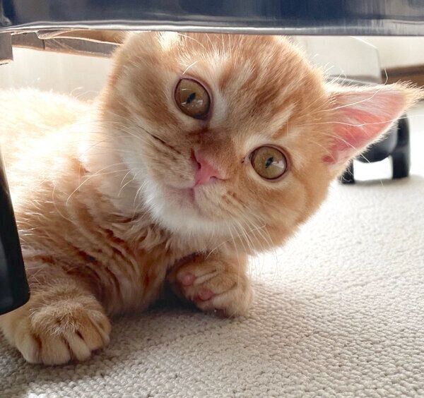 見つめるうにくん