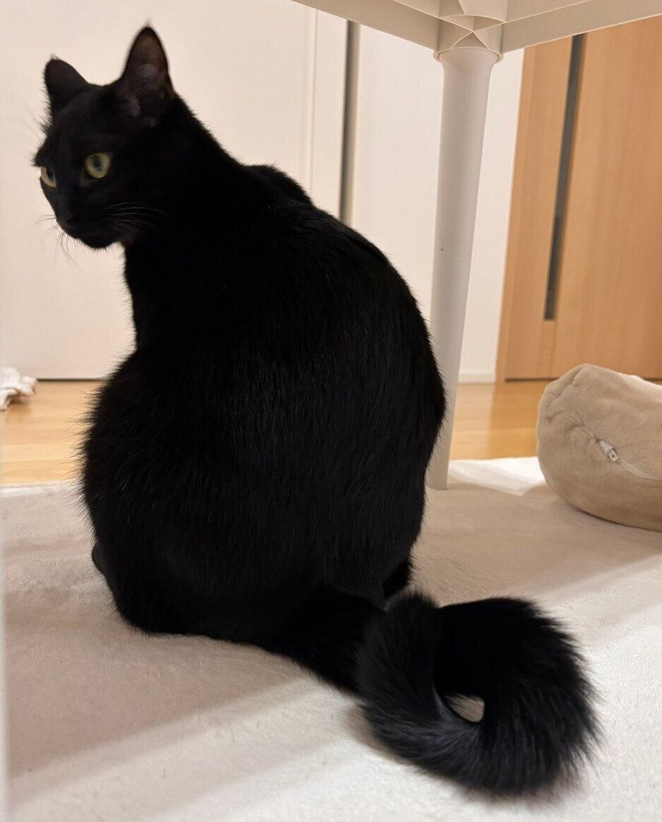 寝起きでしっぽがくるんとなるるなちゃん