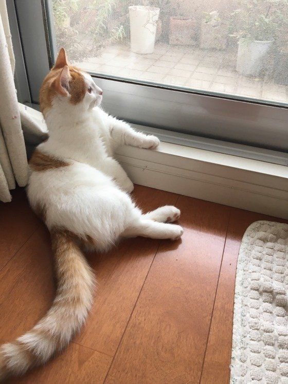 外をみているマンチカン