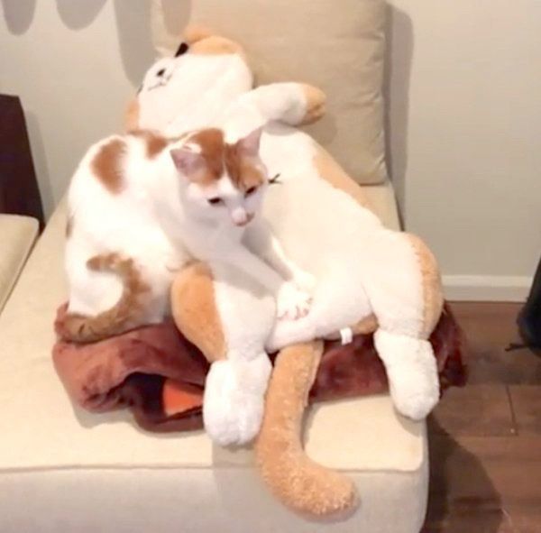 ぬいぐるみにフミフミするタルトちゃん