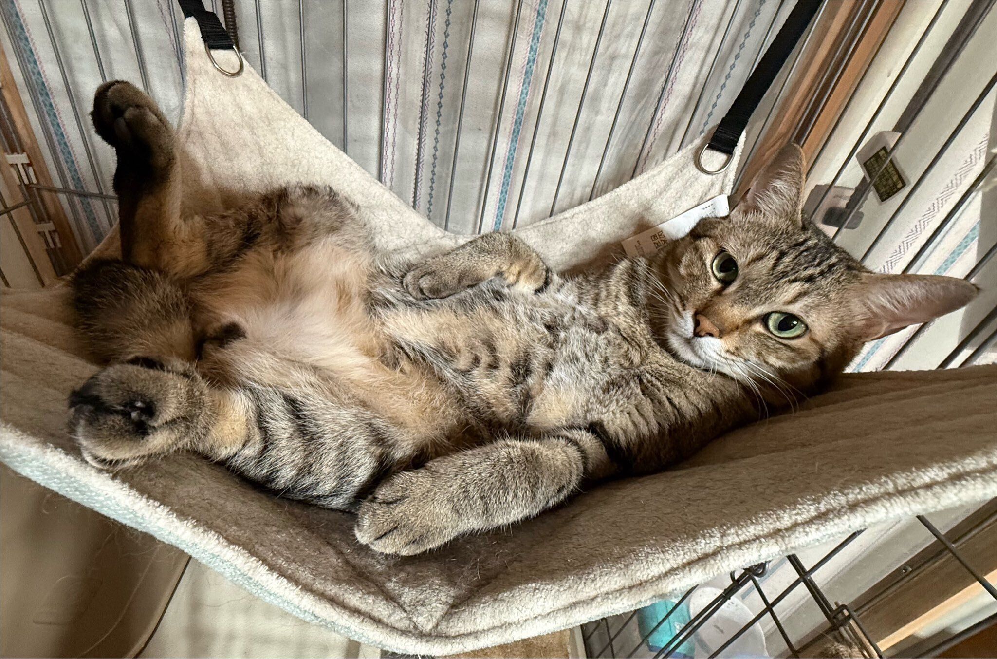 ハンモックでくつろぐふうたくん