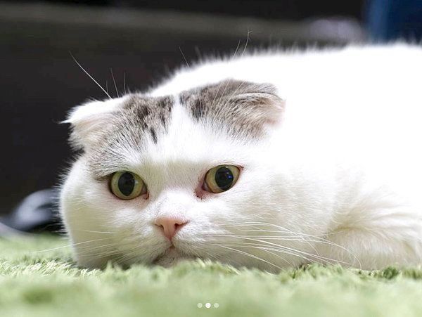 寝そべるライくん