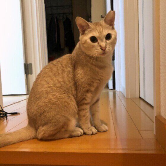 茶トラMIXのツナ♂