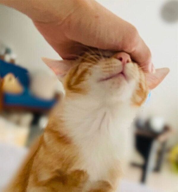 撫でられてご満悦なハマグリちゃん