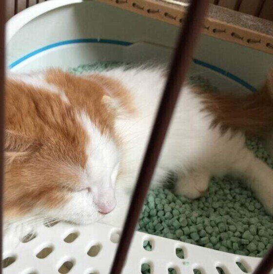 ベッドと勘違い? 猫がトイレで寝る理由 飼い始めに多いのはなぜか|ねこのきもちWEB MAGAZINE ベッドと勘違い? 猫がトイレで寝る理由 飼い始めに多いのはなぜか|ねこのきもちWEB MAGAZINE