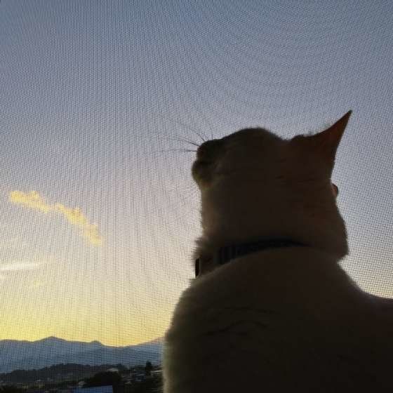 窓辺のらいかちゃん