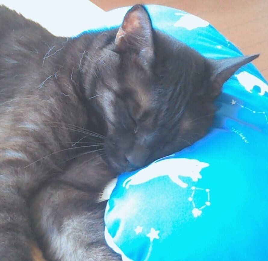 ひんやり枕で眠るジジちゃん