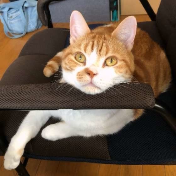 あご乗せしている大河ちゃん