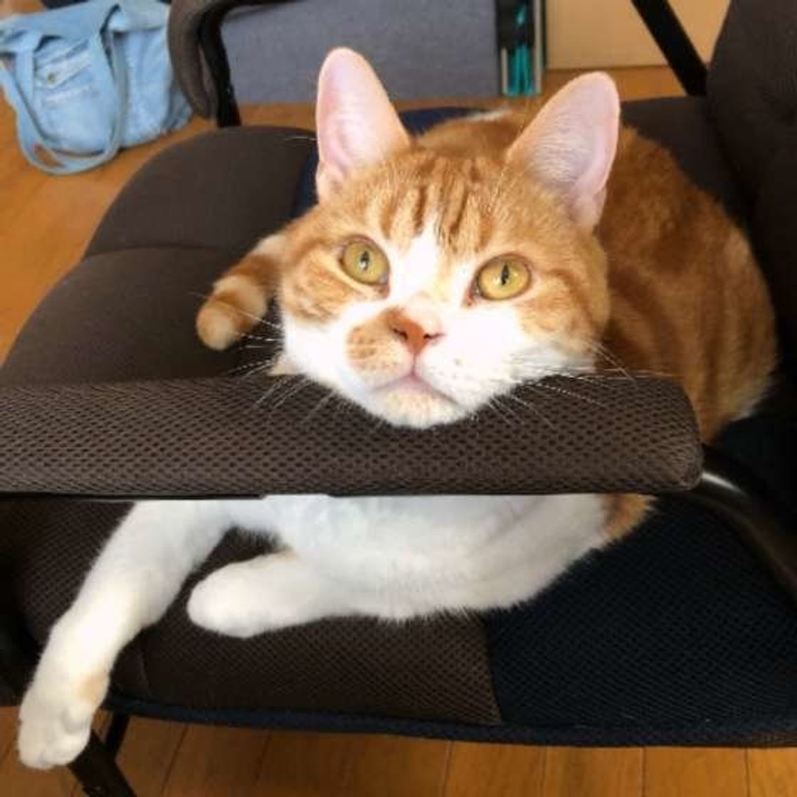 専門家監修 茶 白の猫ってどんな猫 特徴や性格など徹底解説 ねこのきもちweb Magazine 専門家監修 茶 白の猫ってどんな猫 特徴や性格など徹底解説 ねこのきもちweb Magazine