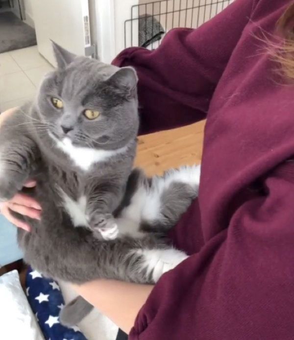 抱っこが嫌いなマンチカン