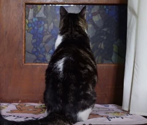 ねこ　リキちゃん